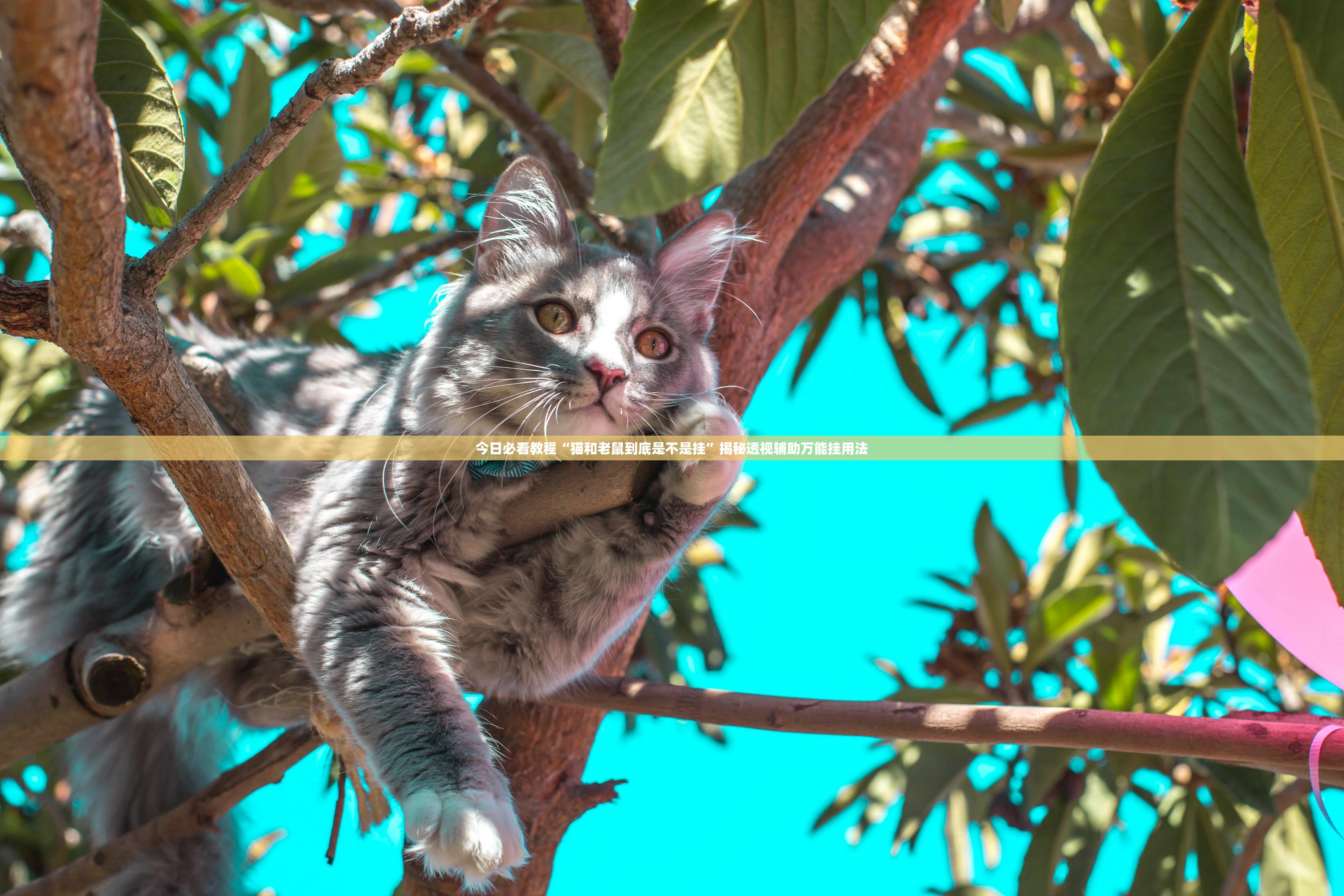 今日必看教程“猫和老鼠到底是不是挂”揭秘透视辅助万能挂用法
