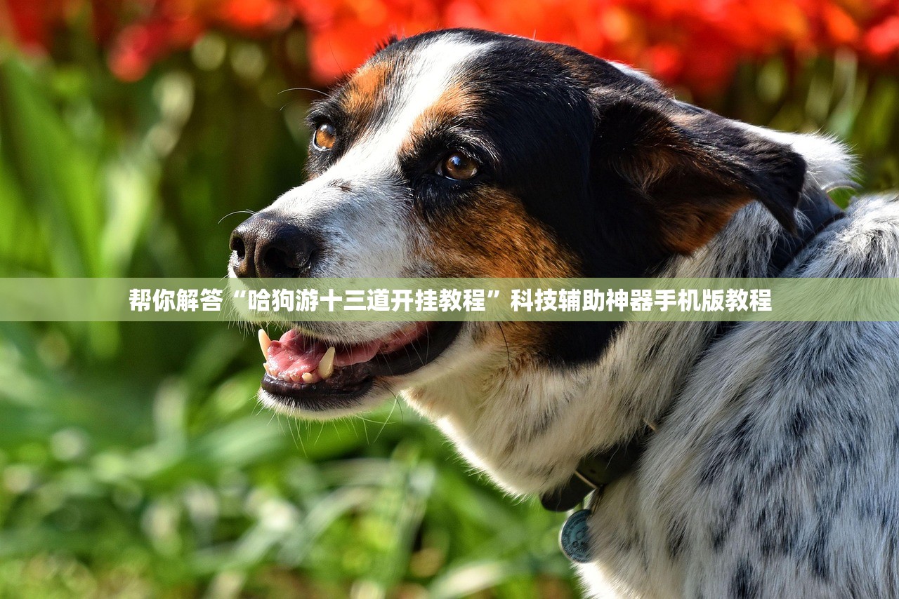 帮你解答“哈狗游十三道开挂教程”科技辅助神器手机版教程