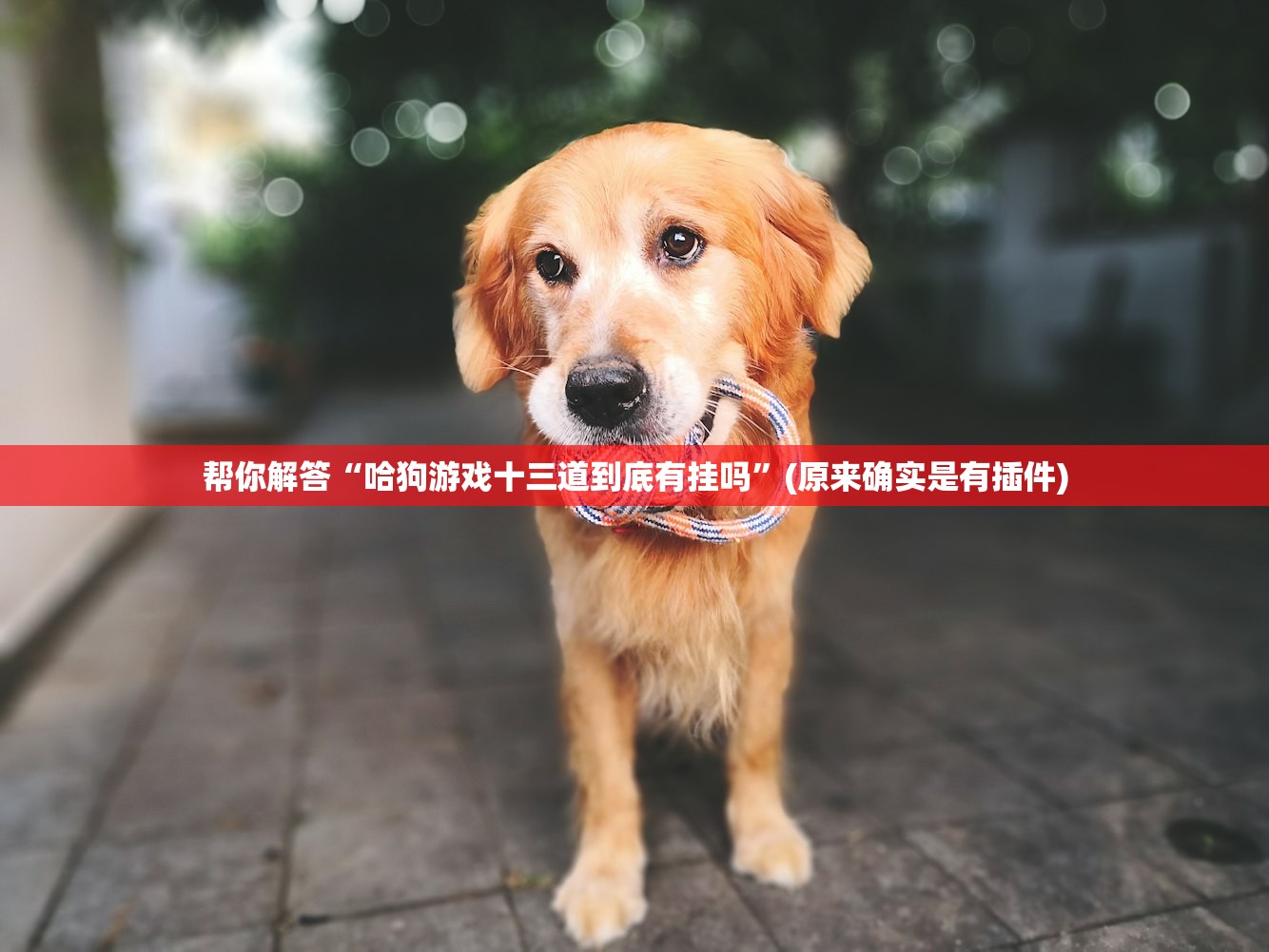 帮你解答“哈狗游戏十三道到底有挂吗”(原来确实是有插件)