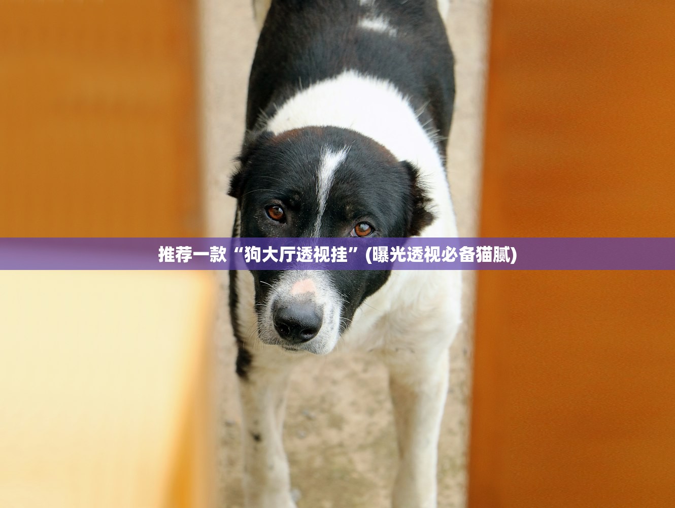 推荐一款“狗大厅透视挂	”(曝光透视必备猫腻)