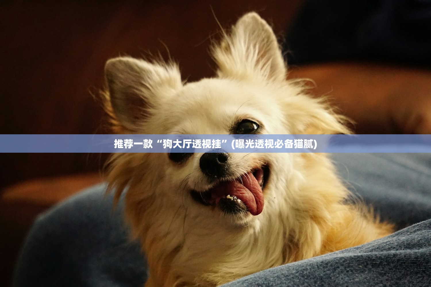 推荐一款“狗大厅透视挂”(曝光透视必备猫腻)