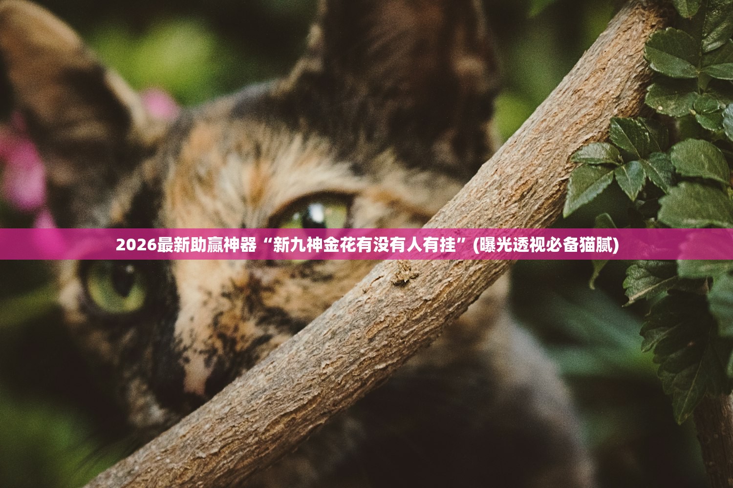 2026最新助赢神器“新九神金花有没有人有挂	”(曝光透视必备猫腻)