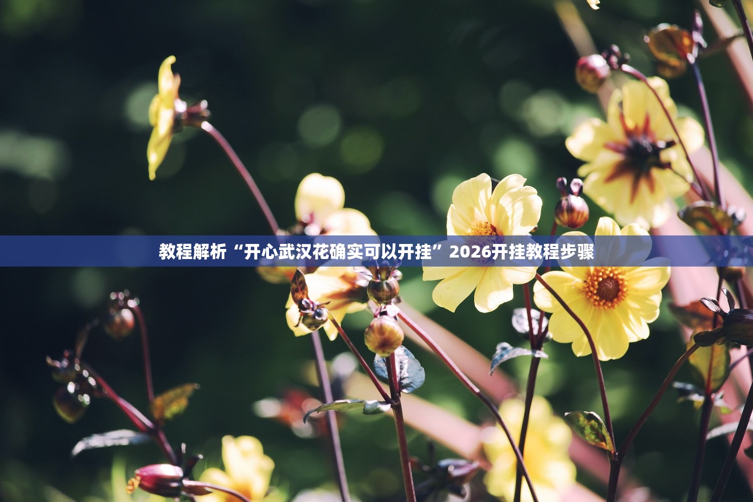 教程解析“开心武汉花确实可以开挂”2026开挂教程步骤
