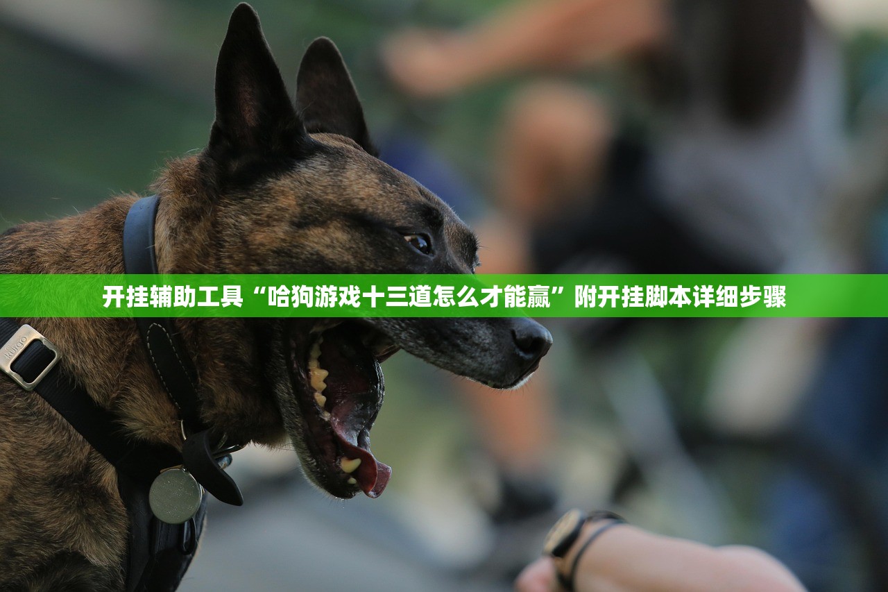 开挂辅助工具“哈狗游戏十三道怎么才能赢”附开挂脚本详细步骤