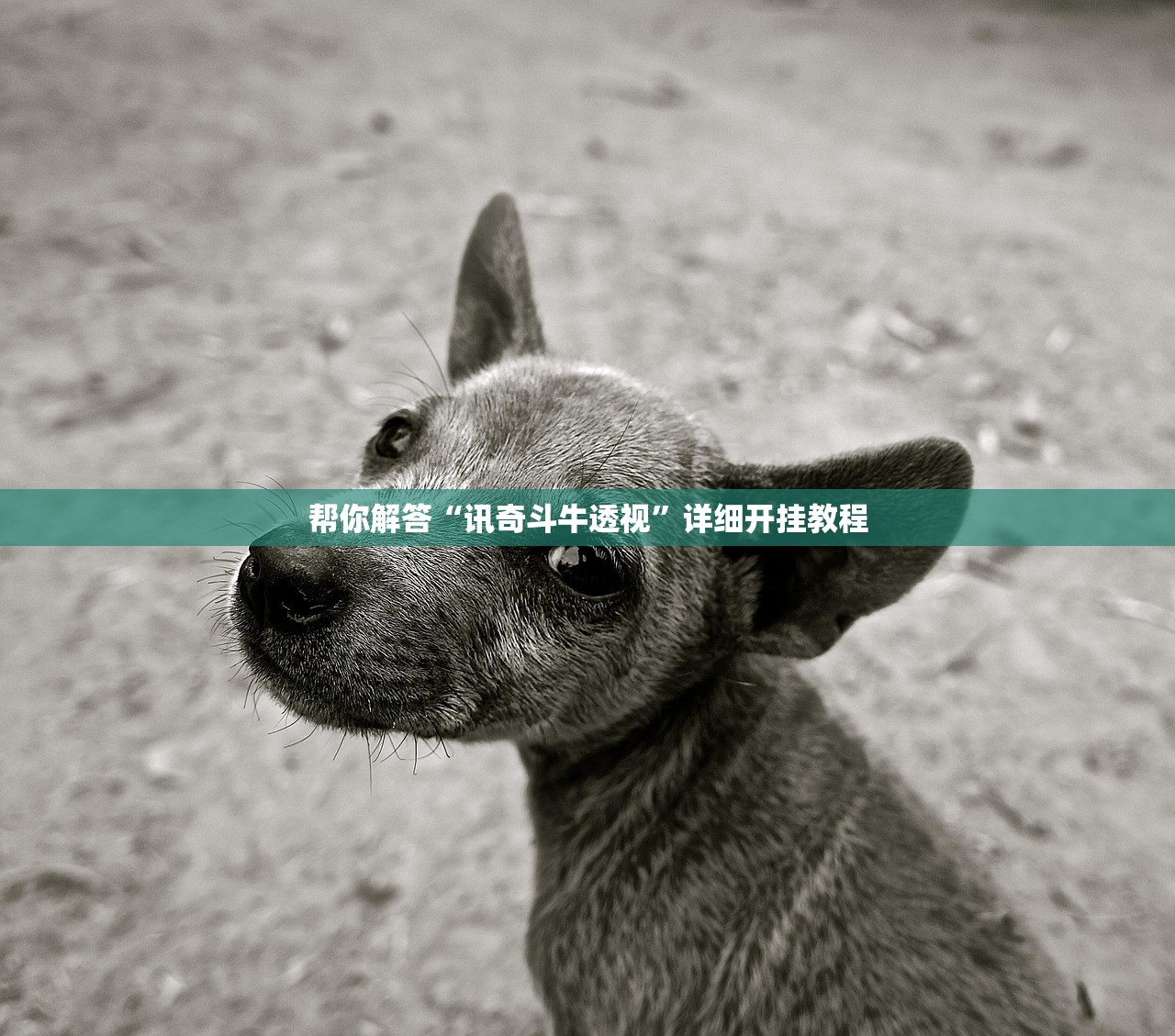 帮你解答“讯奇斗牛透视	”详细开挂教程