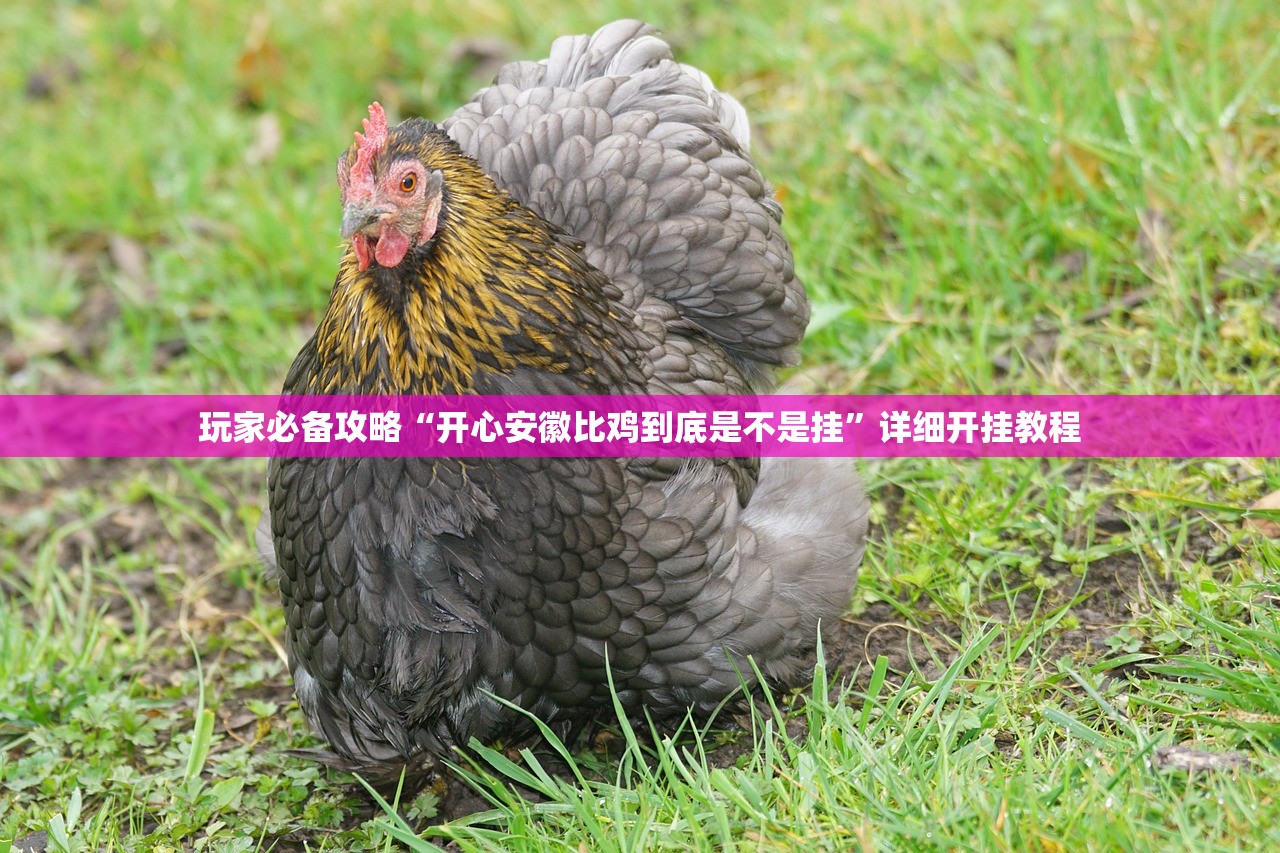 玩家必备攻略“开心安徽比鸡到底是不是挂”详细开挂教程