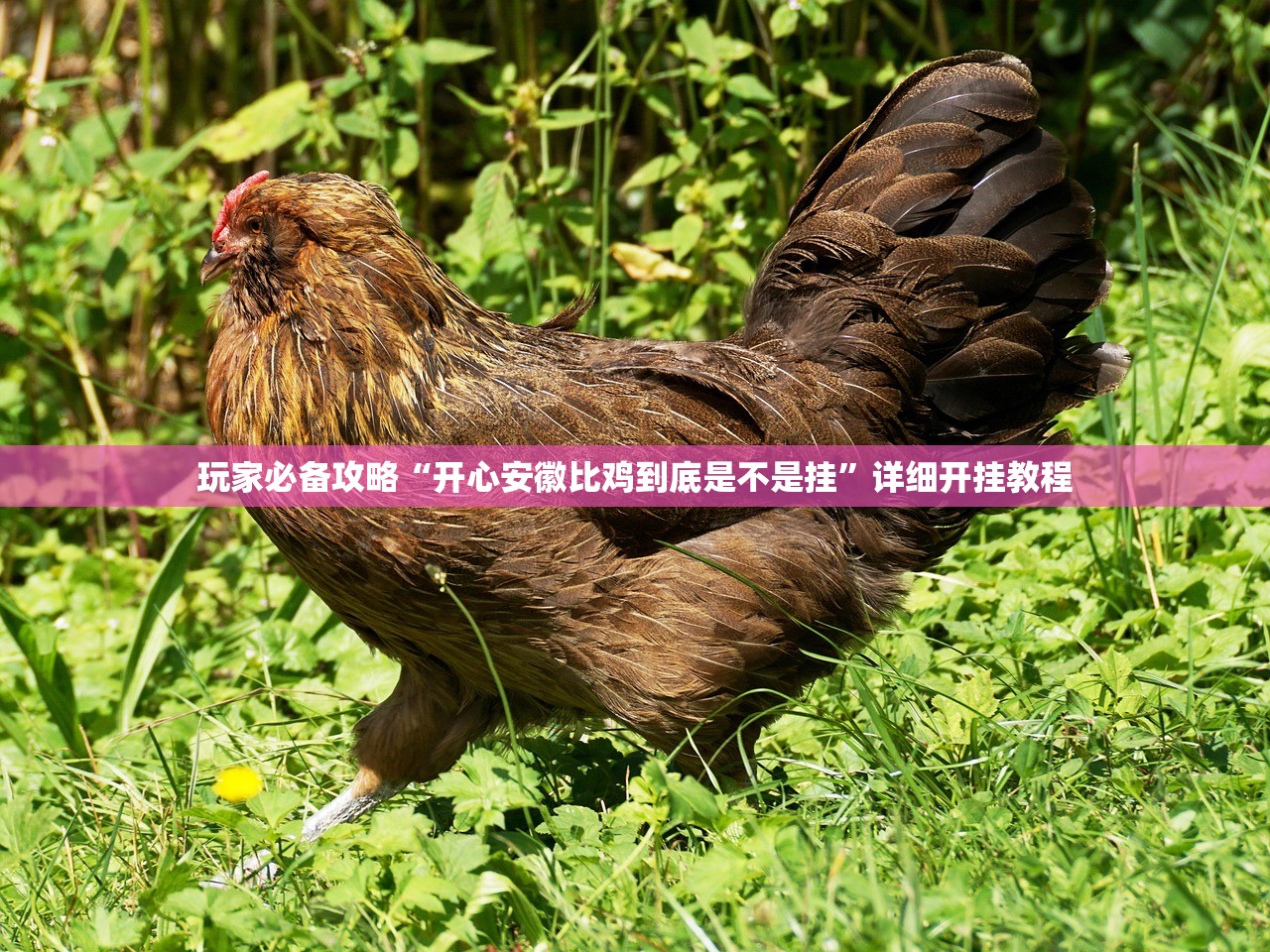 玩家必备攻略“开心安徽比鸡到底是不是挂”详细开挂教程