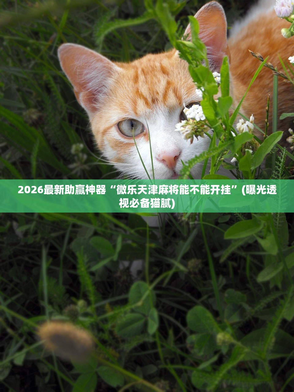 2026最新助赢神器“微乐天津麻将能不能开挂”(曝光透视必备猫腻)