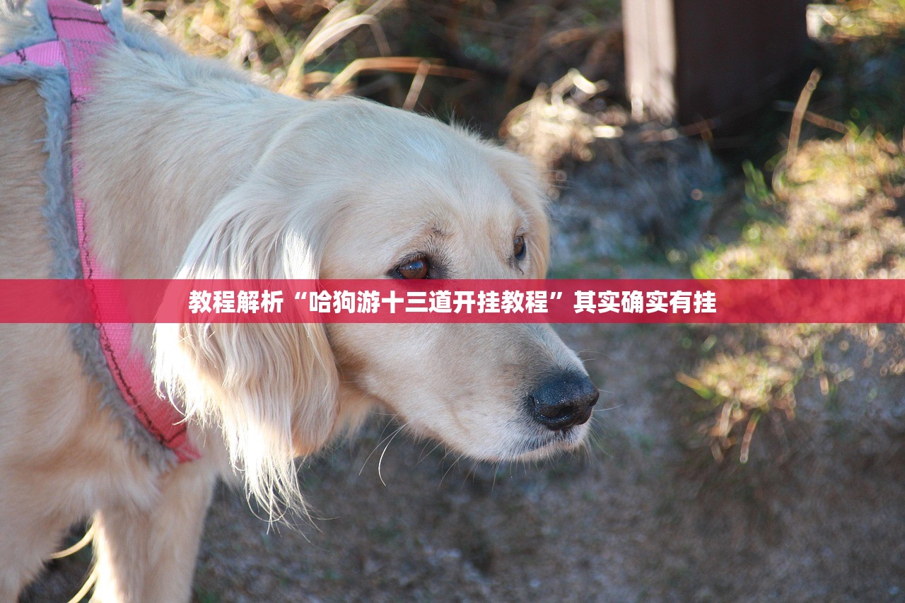 教程解析“哈狗游十三道开挂教程	”其实确实有挂