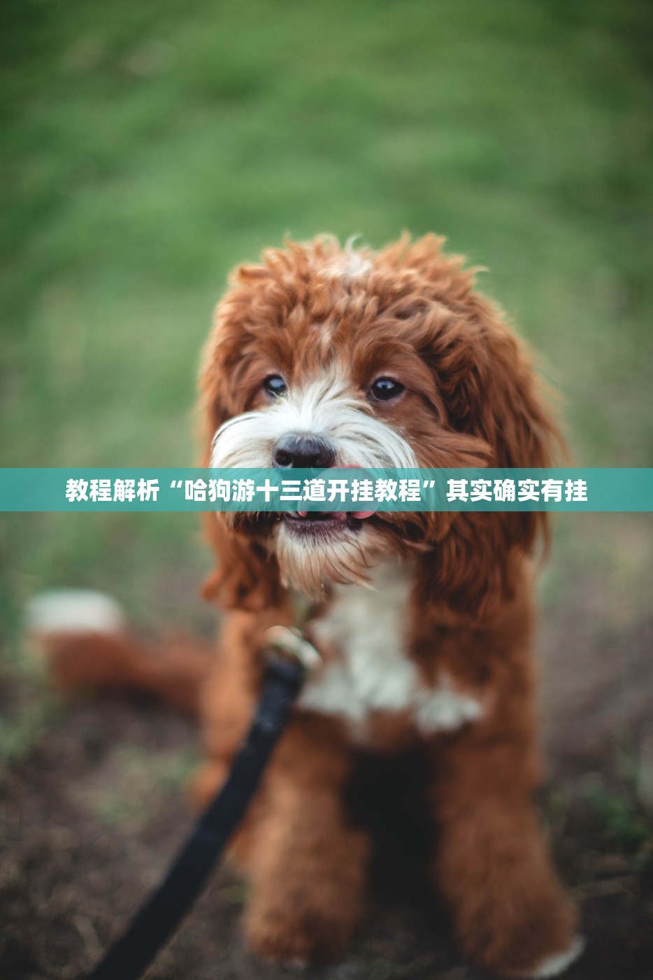 教程解析“哈狗游十三道开挂教程”其实确实有挂