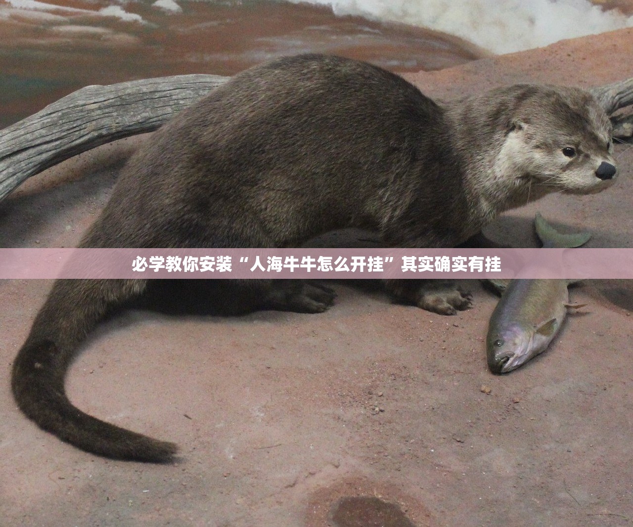 必学教你安装“人海牛牛怎么开挂”其实确实有挂
