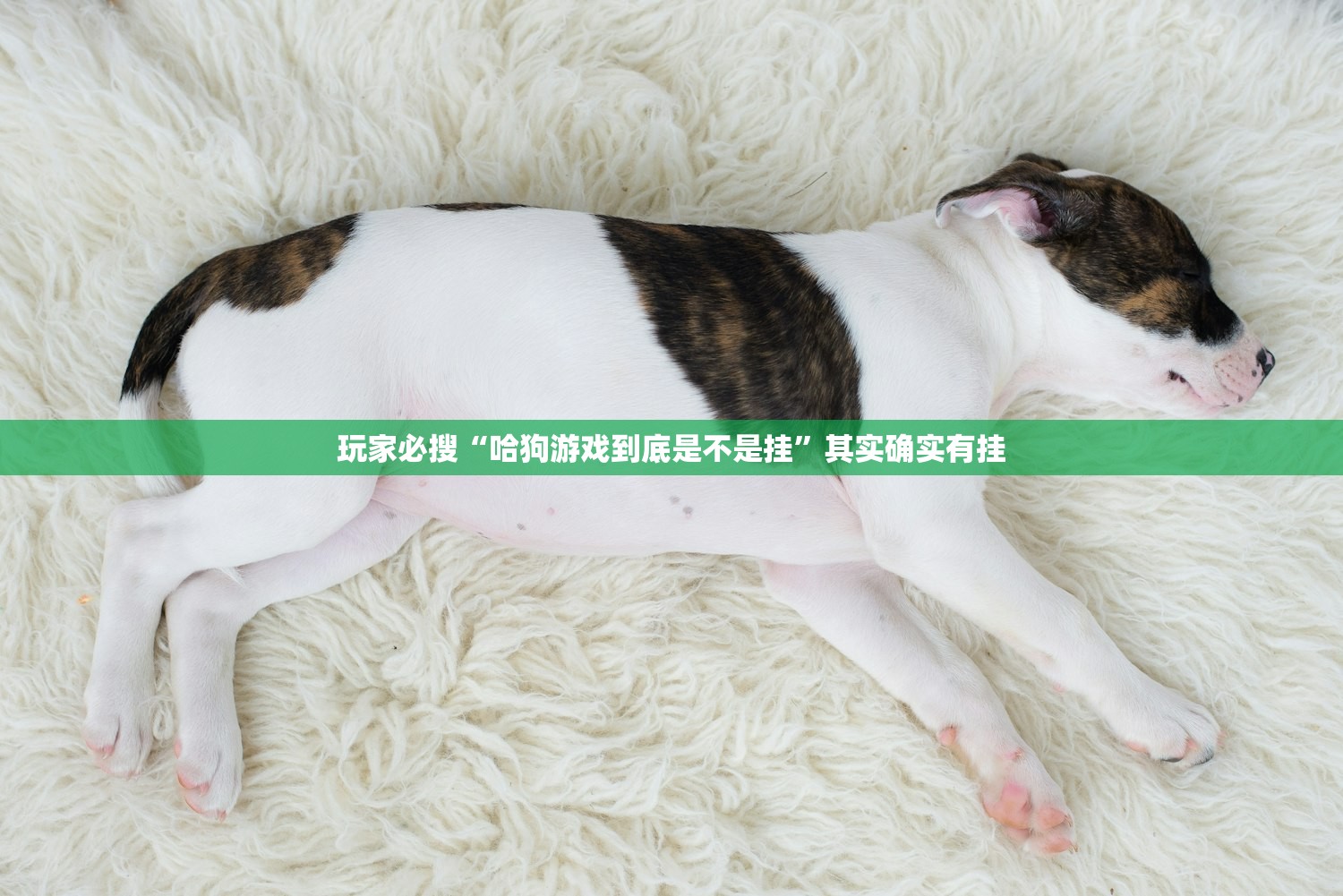 玩家必搜“哈狗游戏到底是不是挂”其实确实有挂