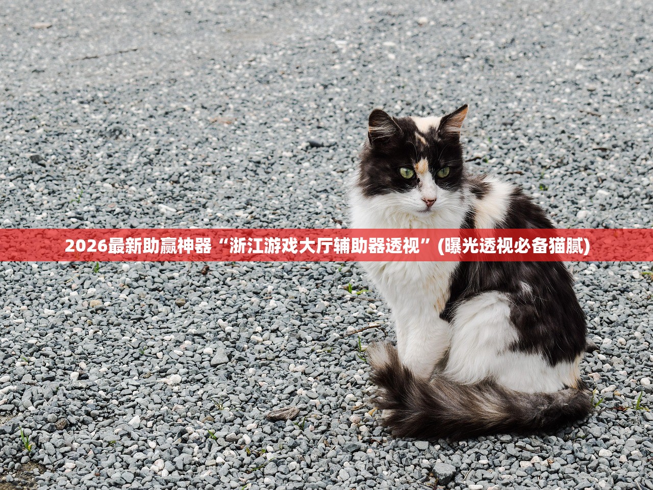 2026最新助赢神器“浙江游戏大厅辅助器透视”(曝光透视必备猫腻)
