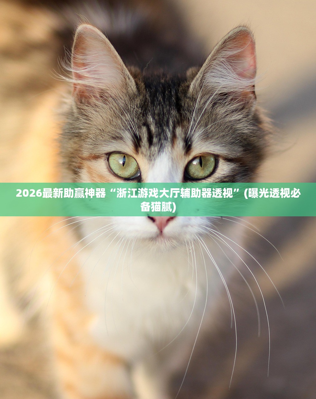 2026最新助赢神器“浙江游戏大厅辅助器透视”(曝光透视必备猫腻)
