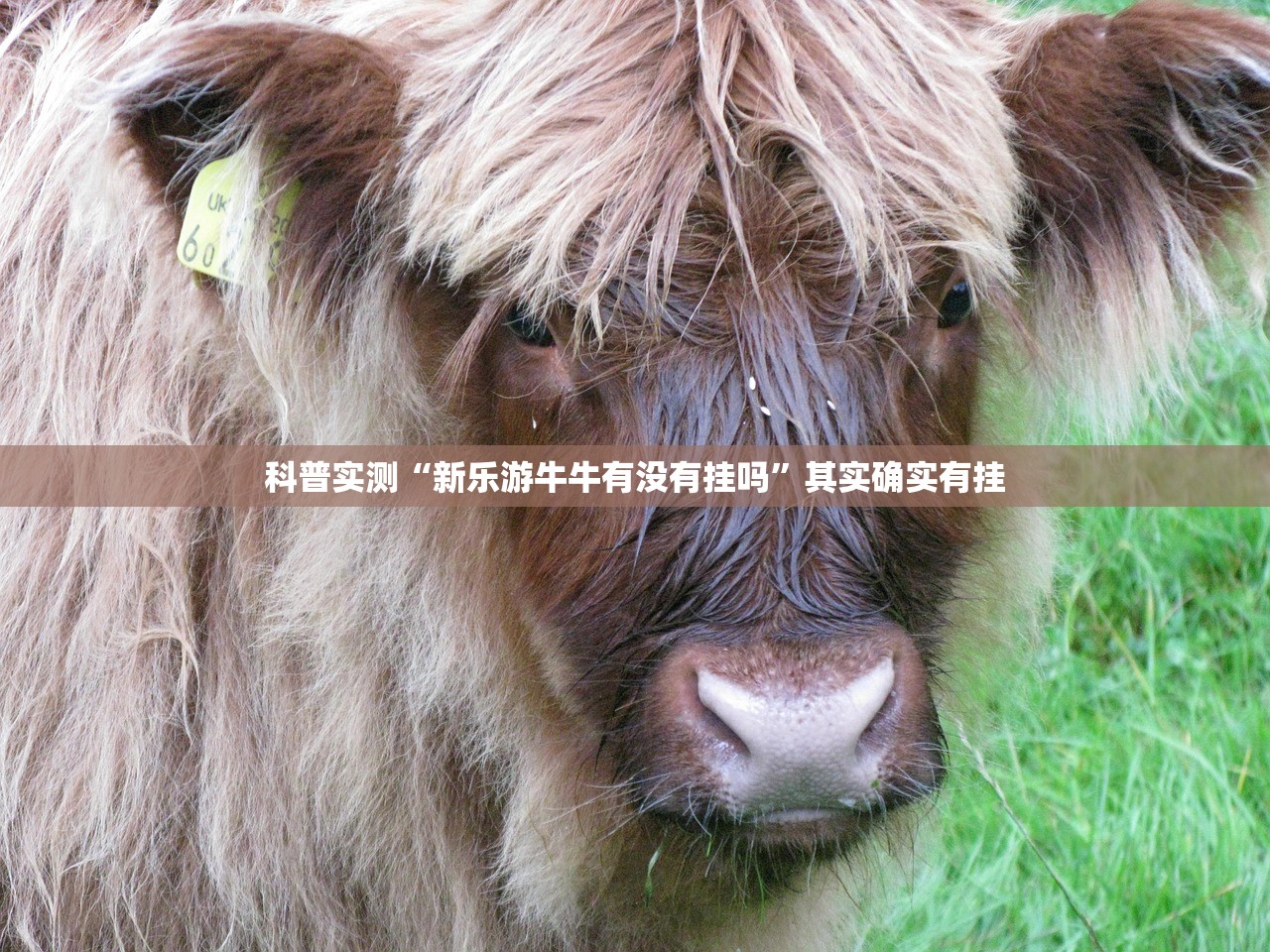 科普实测“新乐游牛牛有没有挂吗	”其实确实有挂