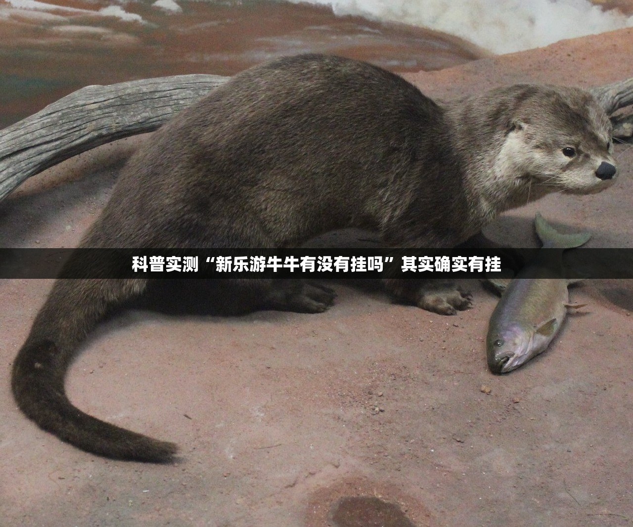 科普实测“新乐游牛牛有没有挂吗”其实确实有挂