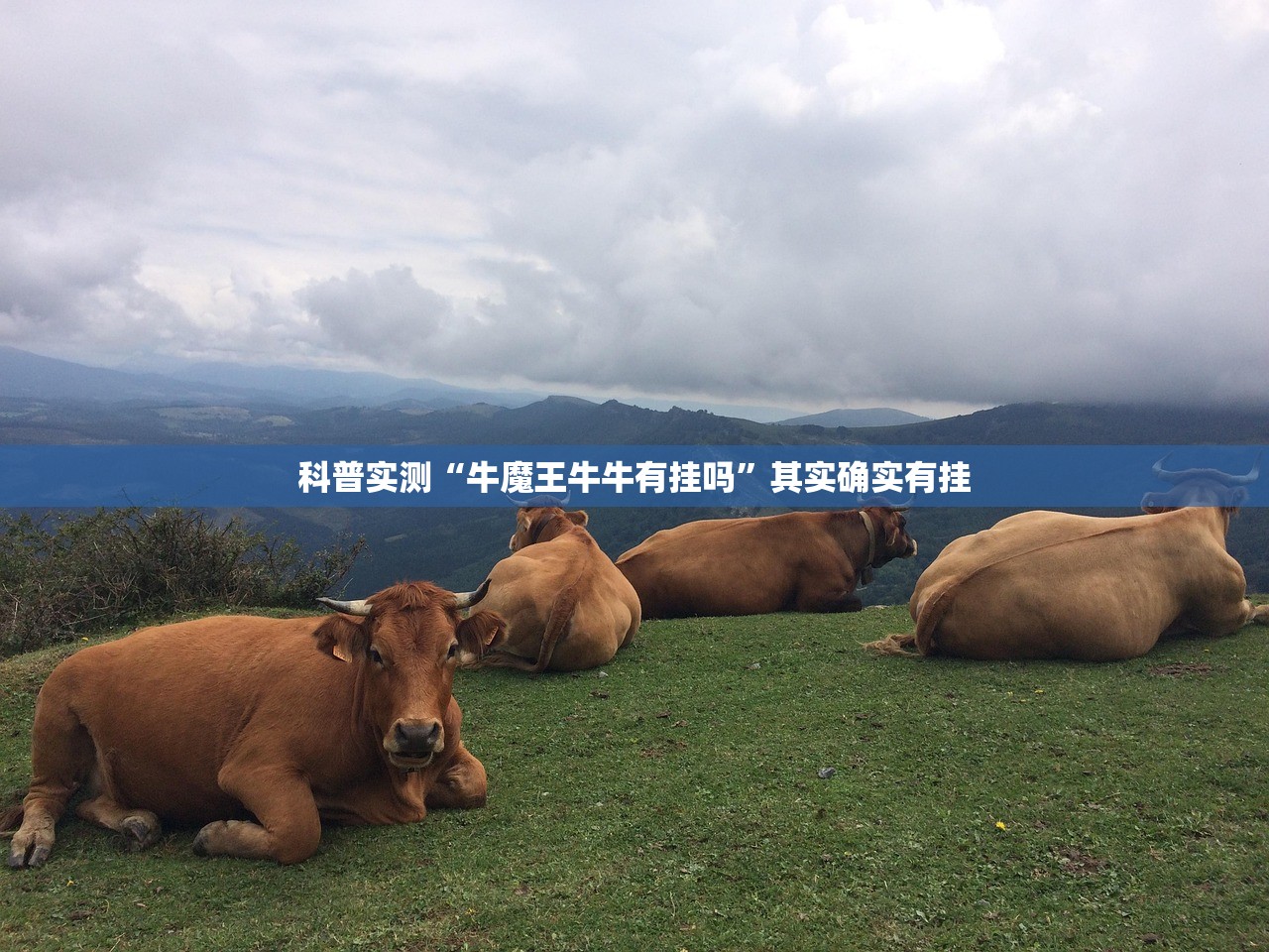 科普实测“牛魔王牛牛有挂吗”其实确实有挂