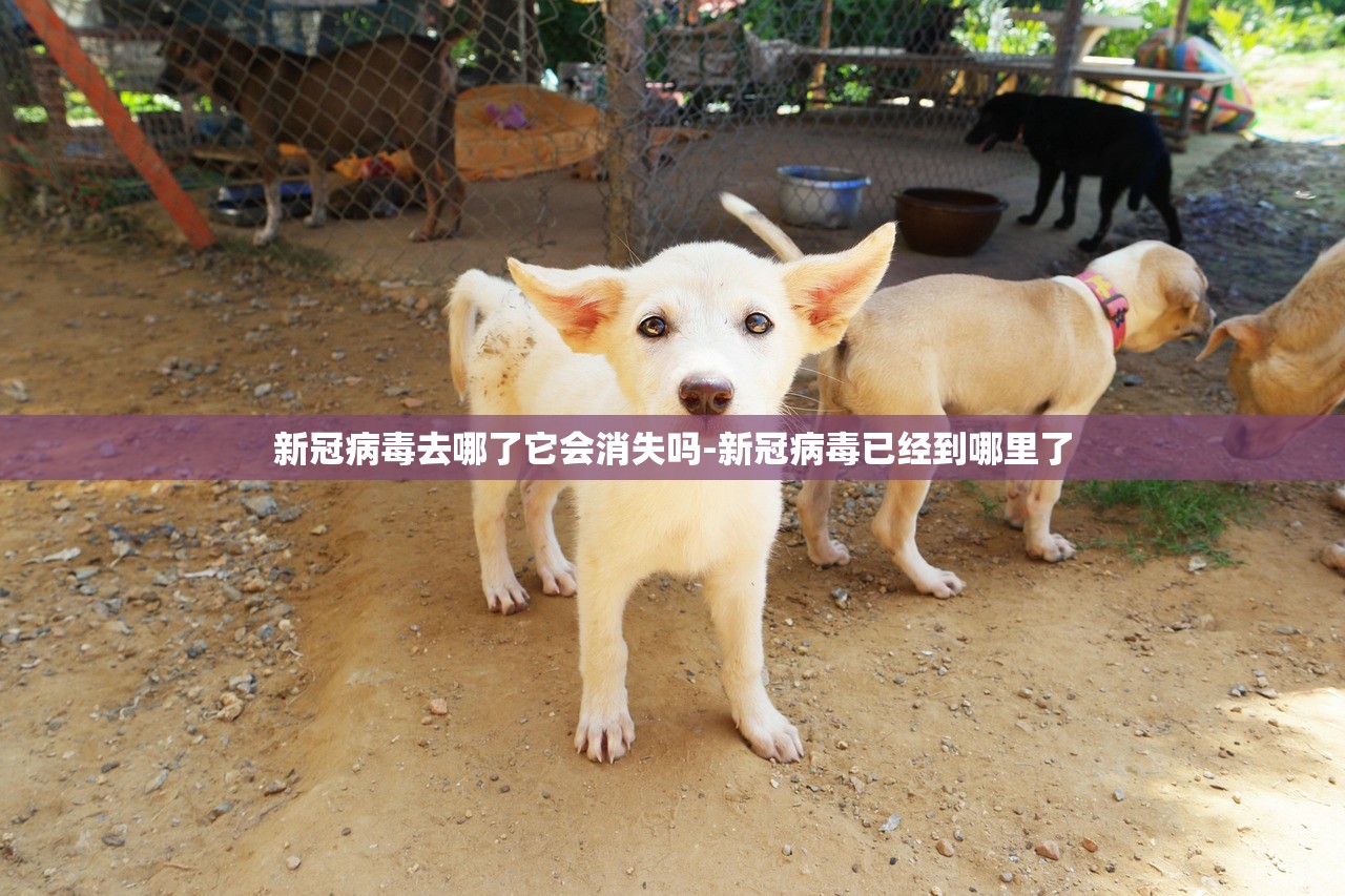 新冠病毒去哪了它会消失吗-新冠病毒已经到哪里了