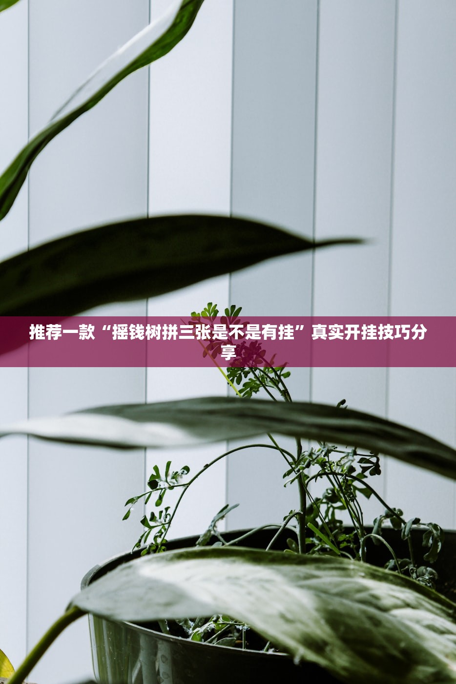 推荐一款“摇钱树拼三张是不是有挂”真实开挂技巧分享