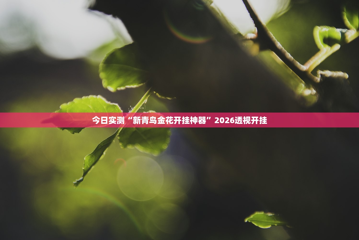 今日实测“新青鸟金花开挂神器”2026透视开挂