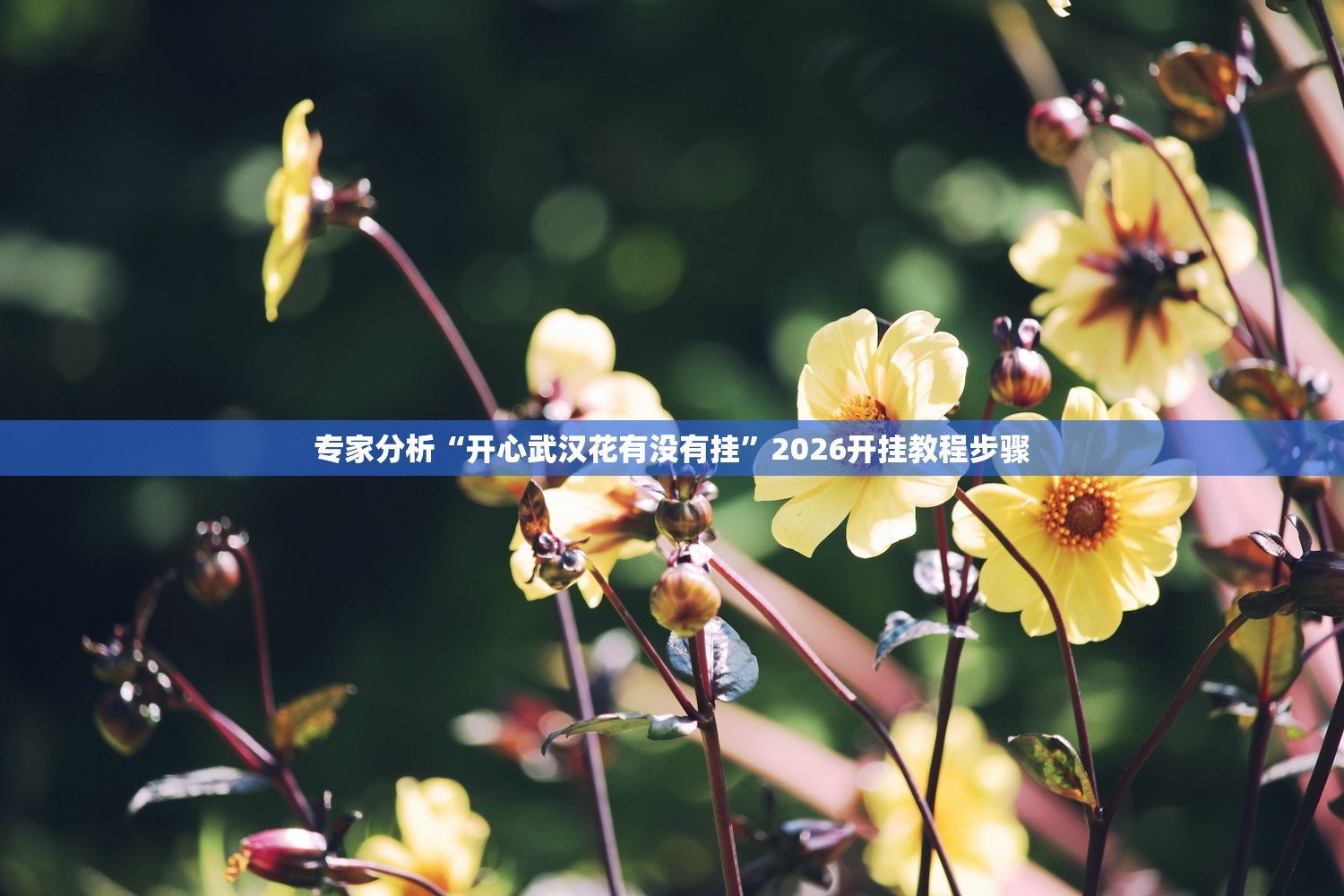 专家分析“开心武汉花有没有挂”2026开挂教程步骤