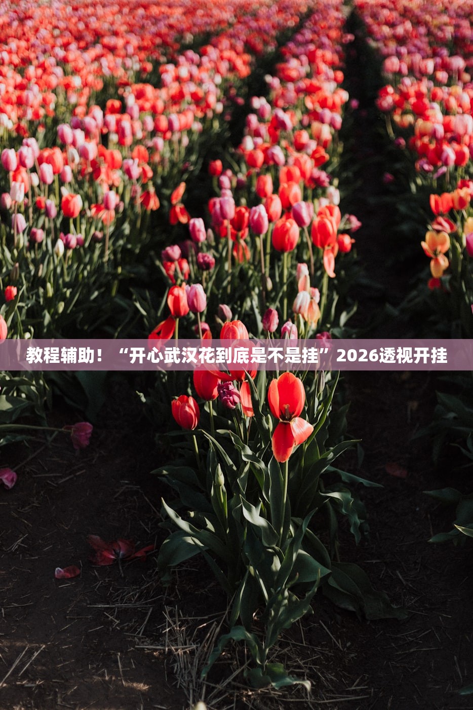 教程辅助！“开心武汉花到底是不是挂	”2026透视开挂