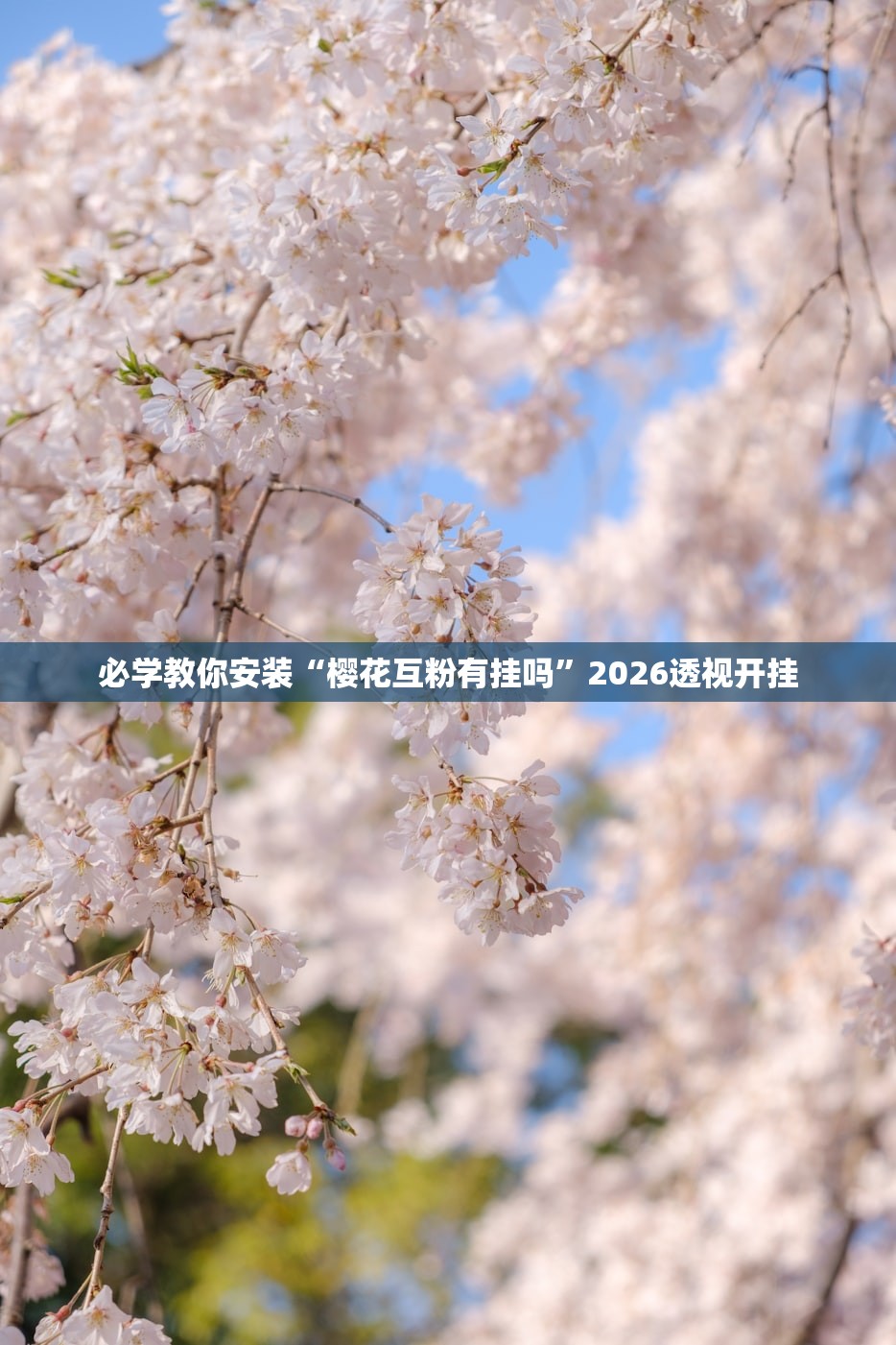 必学教你安装“樱花互粉有挂吗”2026透视开挂