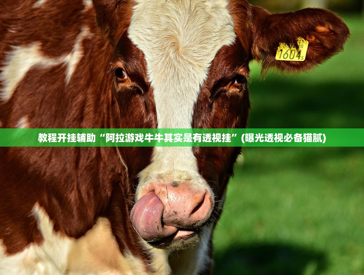教程开挂辅助“阿拉游戏牛牛其实是有透视挂”(曝光透视必备猫腻)