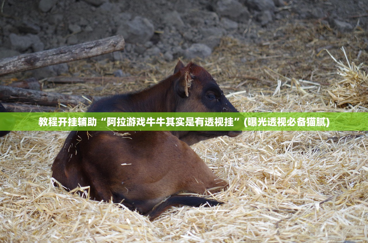 教程开挂辅助“阿拉游戏牛牛其实是有透视挂”(曝光透视必备猫腻)