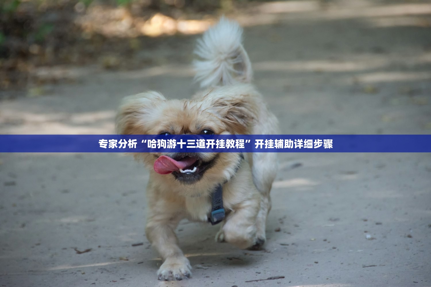专家分析“哈狗游十三道开挂教程”开挂辅助详细步骤