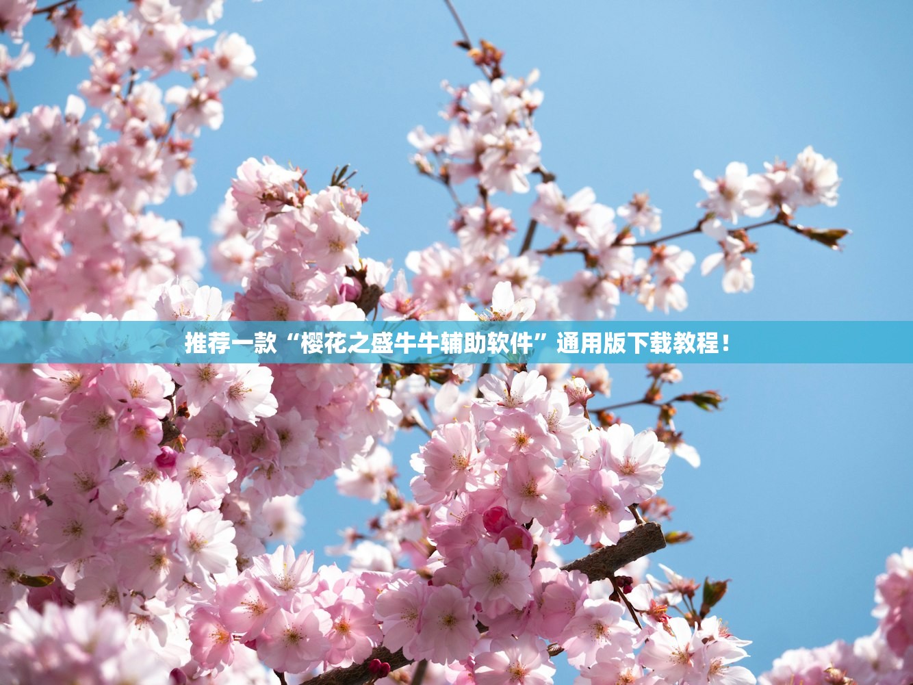 推荐一款“樱花之盛牛牛辅助软件	”通用版下载教程！