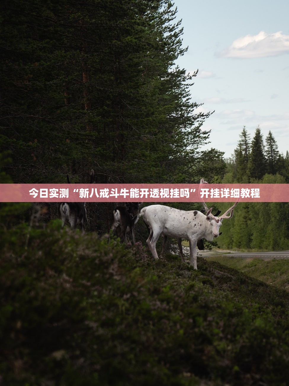 今日实测“新八戒斗牛能开透视挂吗”开挂详细教程