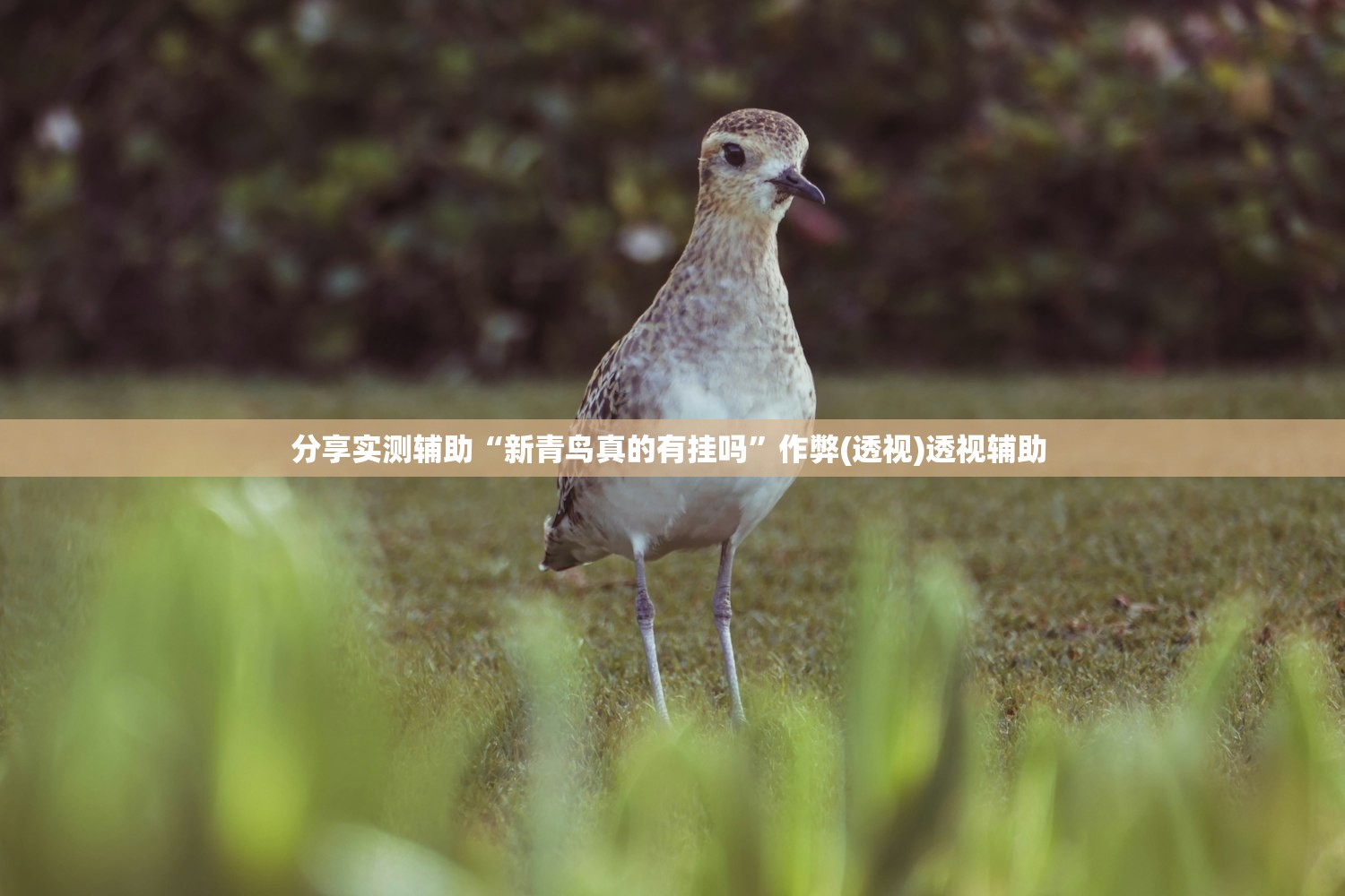 分享实测辅助“新青鸟真的有挂吗”作弊(透视)透视辅助 