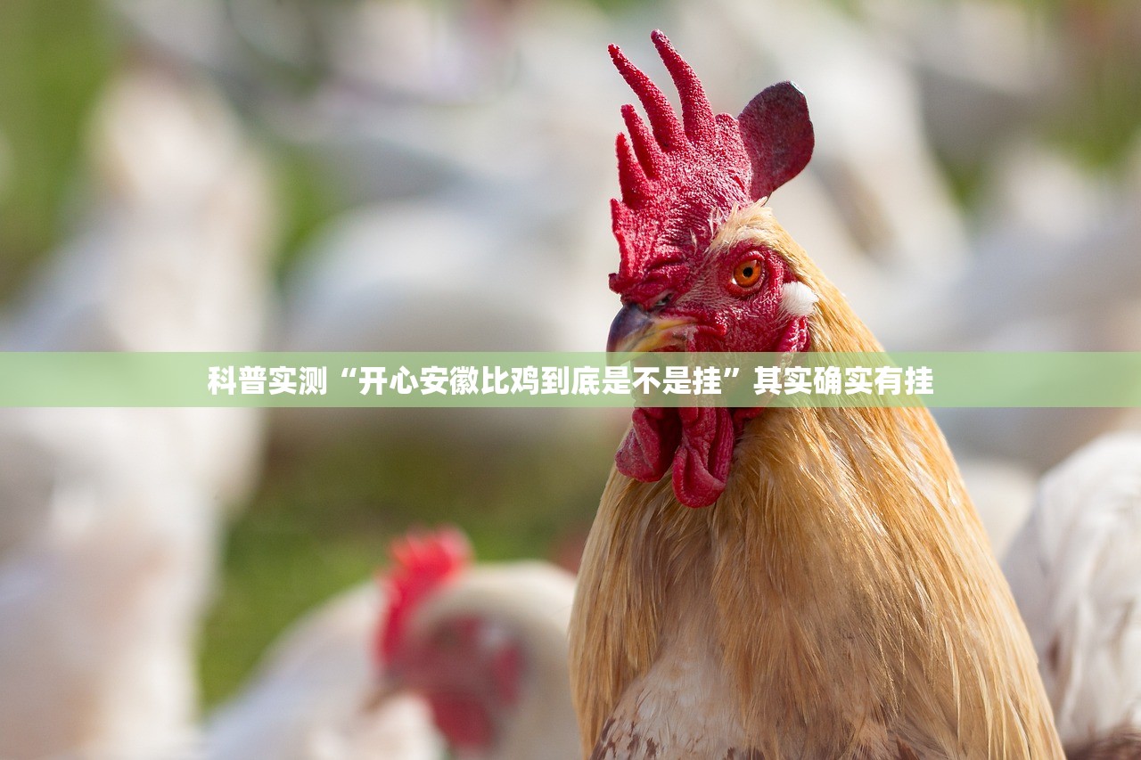 科普实测“开心安徽比鸡到底是不是挂”其实确实有挂