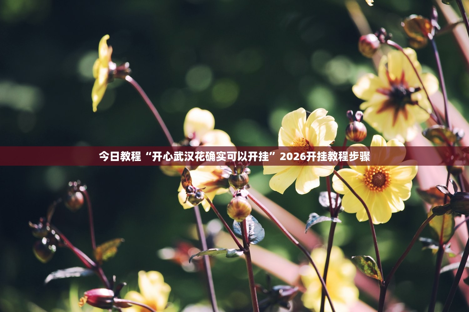 今日教程“开心武汉花确实可以开挂”2026开挂教程步骤