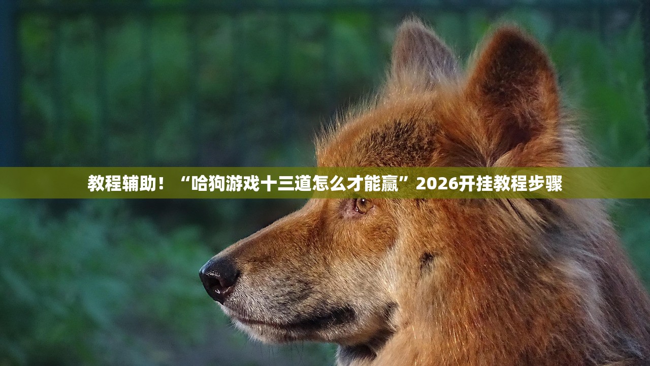 教程辅助！“哈狗游戏十三道怎么才能赢”2026开挂教程步骤