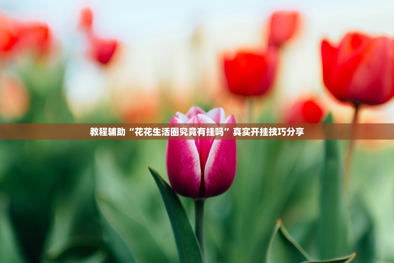 教程辅助“花花生活圈究竟有挂吗”真实开挂技巧分享