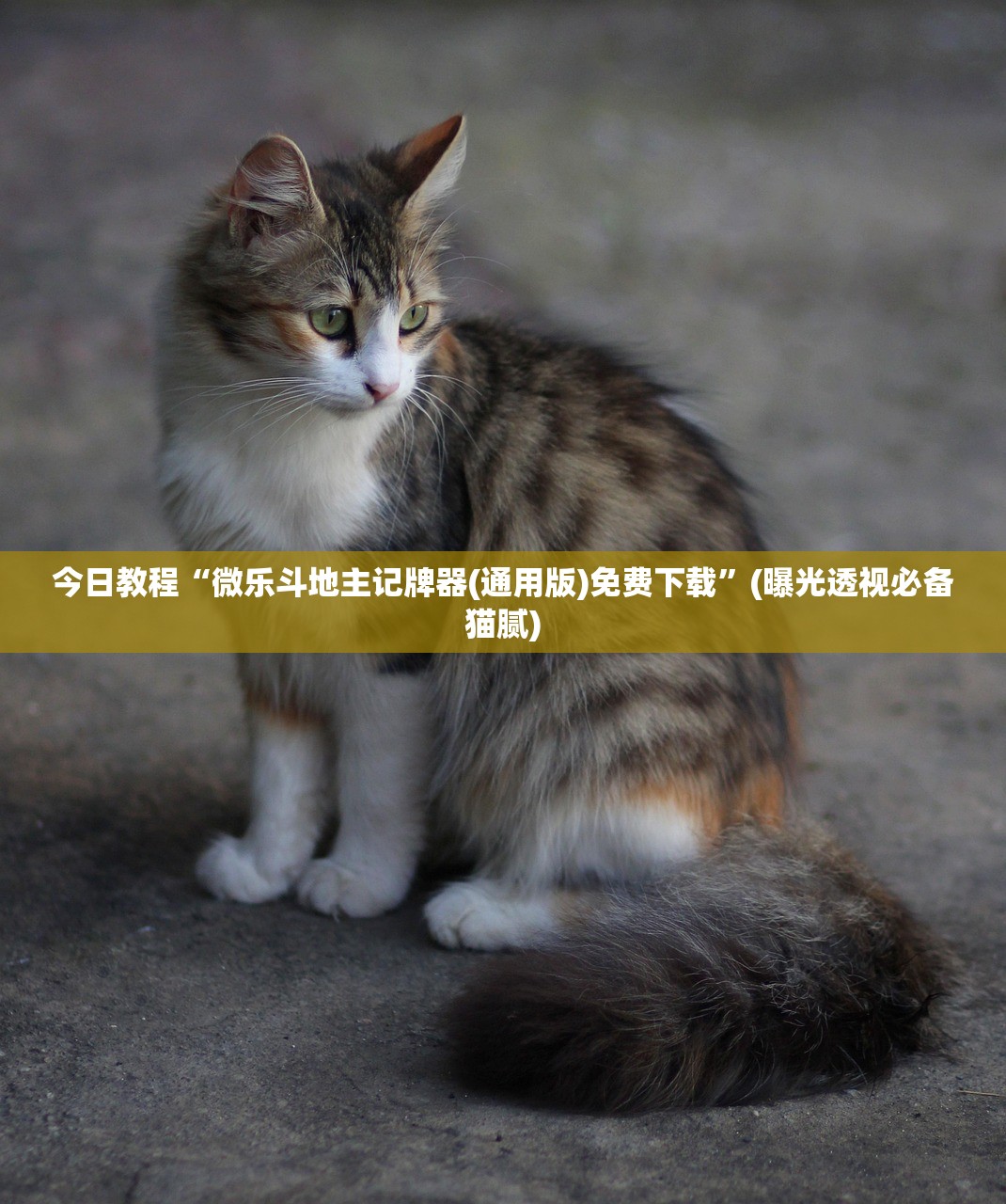 今日教程“微乐斗地主记牌器(通用版)免费下载”(曝光透视必备猫腻)