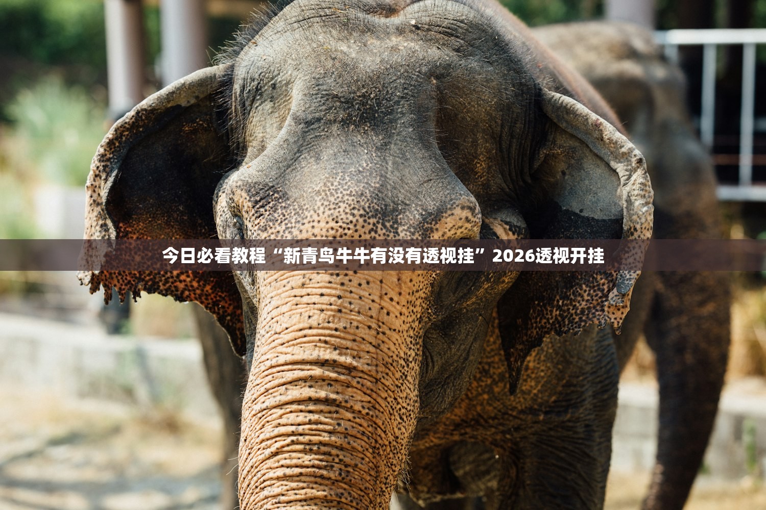 今日必看教程“新青鸟牛牛有没有透视挂	”2026透视开挂