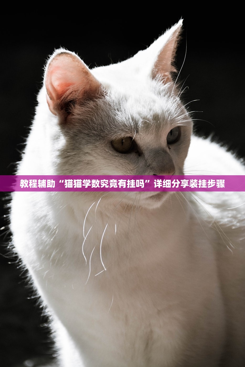 教程辅助“猫猫学数究竟有挂吗”详细分享装挂步骤