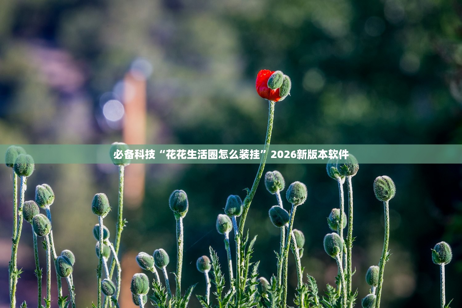 必备科技“花花生活圈怎么装挂”2026新版本软件