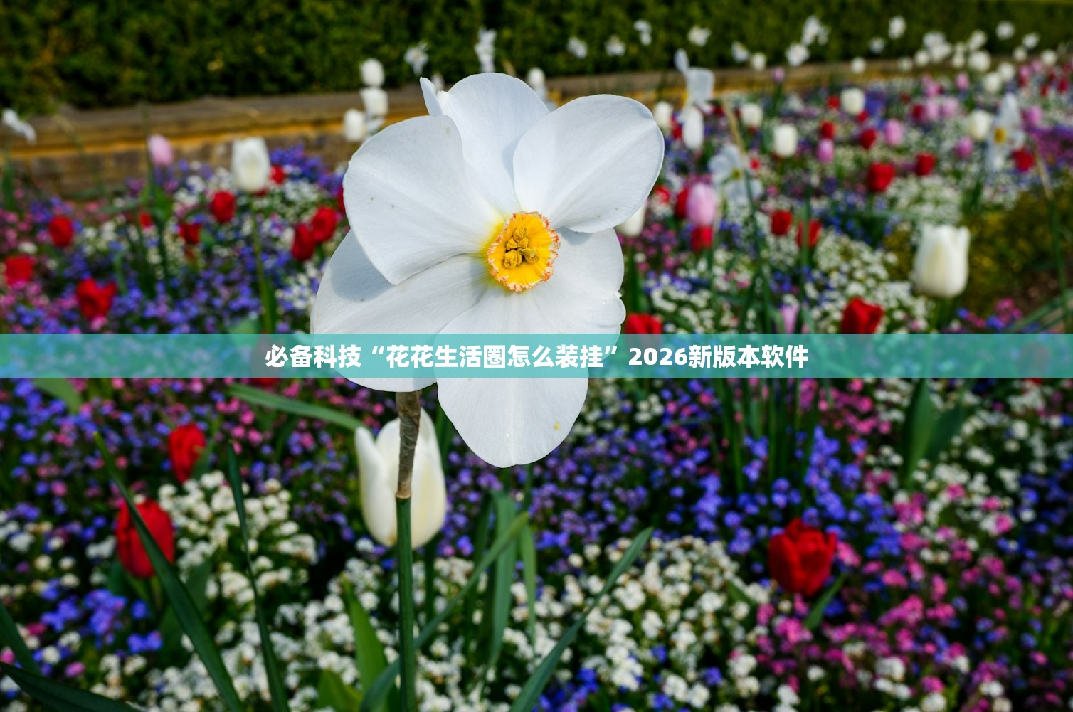 必备科技“花花生活圈怎么装挂	”2026新版本软件