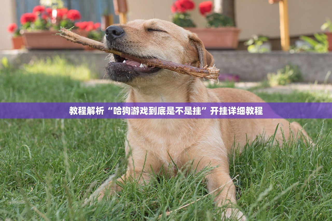教程解析“哈狗游戏到底是不是挂	”开挂详细教程