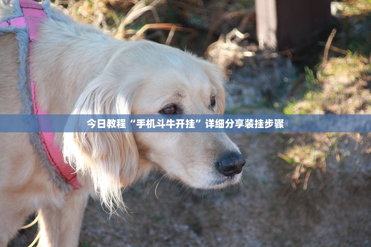 今日教程“手机斗牛开挂”详细分享装挂步骤