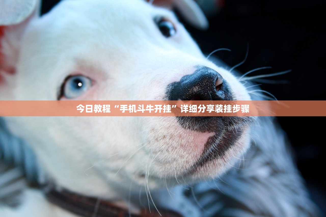 今日教程“手机斗牛开挂	”详细分享装挂步骤