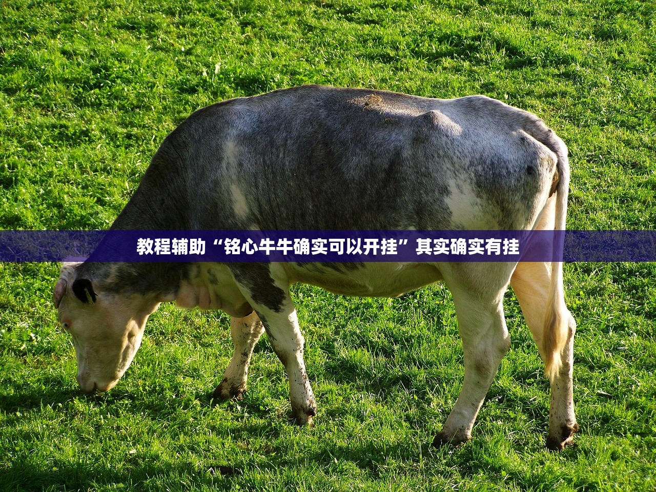 教程辅助“铭心牛牛确实可以开挂”其实确实有挂