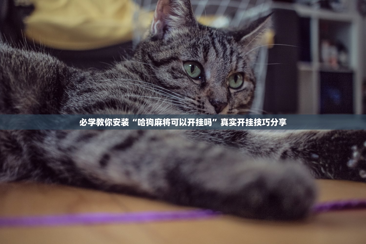 必学教你安装“哈狗麻将可以开挂吗”真实开挂技巧分享