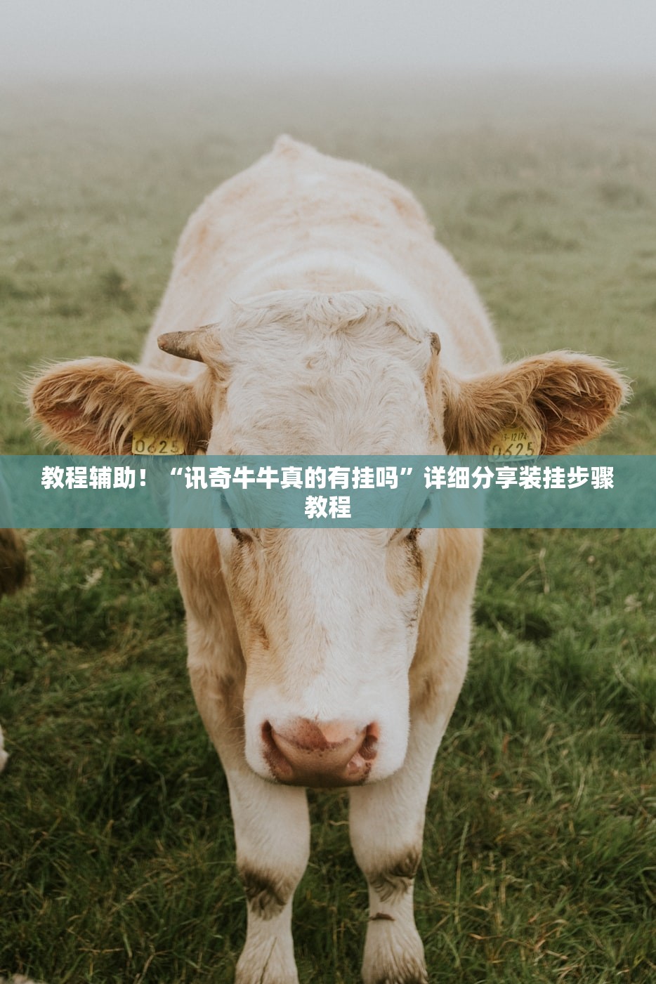 教程解析“西八一字牌辅助神器”2026透视开挂
