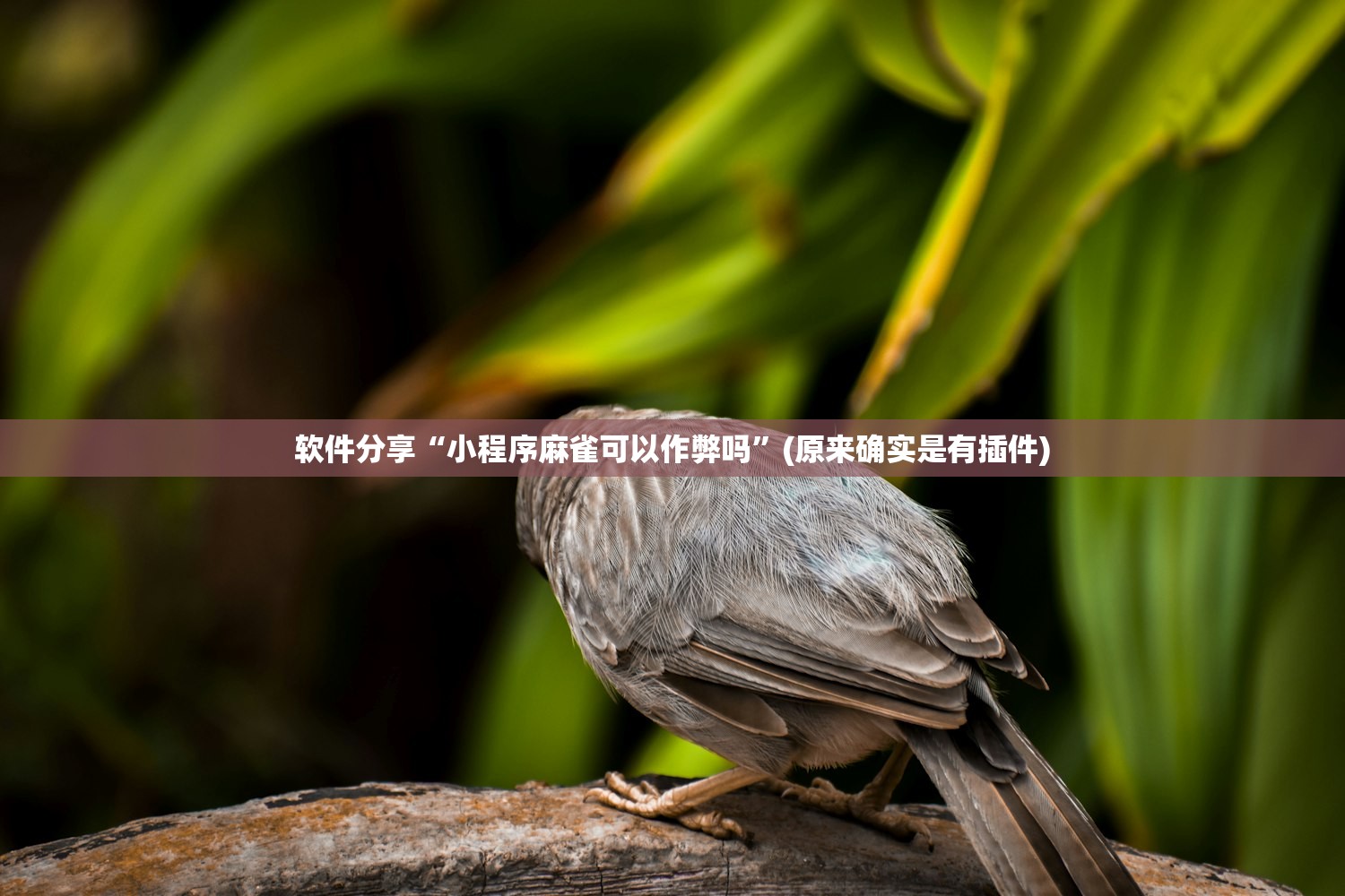 软件分享“小程序麻雀可以作弊吗	”(原来确实是有插件)