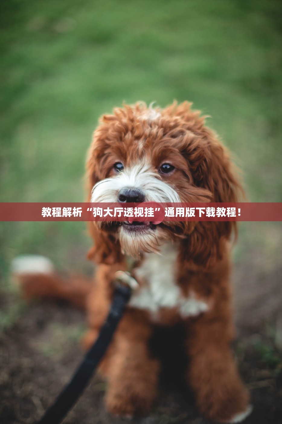 教程解析“狗大厅透视挂	”通用版下载教程！